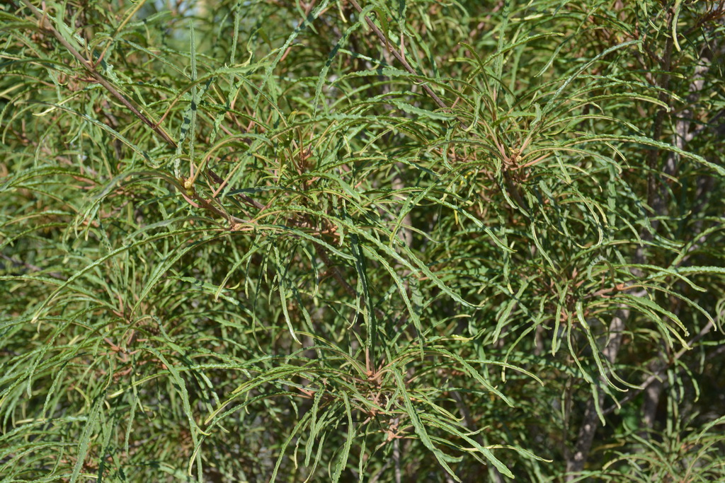 Крушина ломкая `Аспленифолиа`, Frangula alnus `Aspleniifolia` (1).JPG